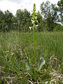 Platanthera bifolia Germany - Lower Saxony