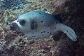 Black-spotted puffer