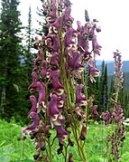 Aconitum leucostomum