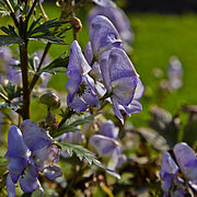 Aconitum paniculigerum