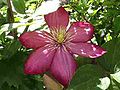 Clematis Late Largeflowered Group