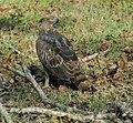 Nisaetus nipalensis (cat.)