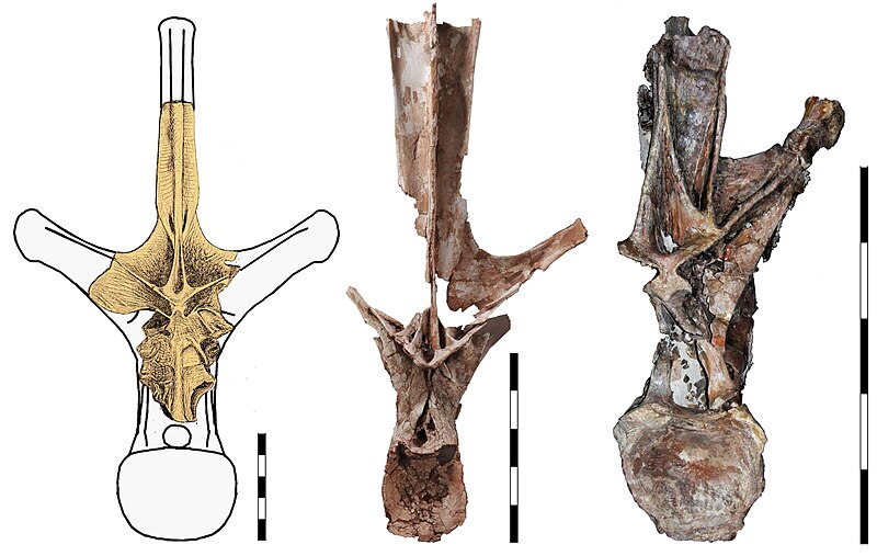 File:Maraapunisaurus compar.jpg