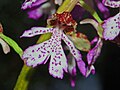 Orchis purpurea Italy - Alessandria