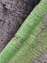 Bark textures, buttress roots and trunk base. Ceiba pentandra