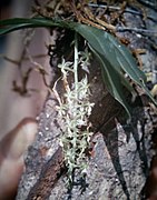 Cryptarrhena lunata Type species