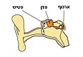 עברית