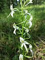 Platanthera bifolia