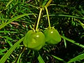 Developing Fruits