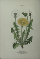 Plate 20 Taraxacum officinale