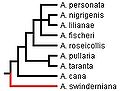 Phylogeny of the parrot genus Agapornis