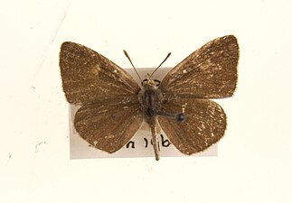 Dorsal view