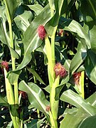 Maize plant