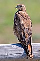 Adult; Christmas Valley, Oregon