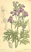 Aconitum gymnandrum