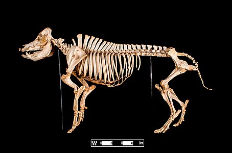 Swine (Sus scrofa). Skeleton specimen of a swine prepared by bone maceration technique in display at the Museum of Veterinary Anatomy FMVZ USP.