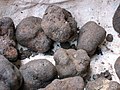 Truffles from Mont Ventoux