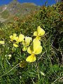 Viola lutea ssp. sudetica