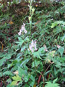 Aconitum loczyanum