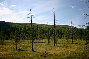 landscape at Fulufjället