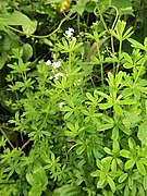 Galium tokyoense