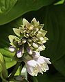 Hosta 'Sunspot'