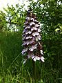 Orchis purpurea Germany - Saxony-Anhalt Saale-Unstrut-Triasland