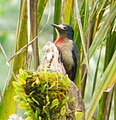 Melanerpes portoricensis (cat.)