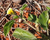 Abutilon cryptopetalum