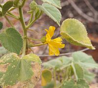 Abutilon leucopetalum