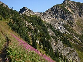 Fireweed