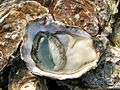 Open oyster (Crassostrea gigas) on a market in Lyon