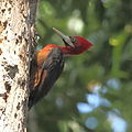 Campephilus rubricollis (cat.)