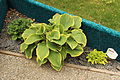 Hosta 'Blue Cadet', 'Sagae' & 'Hydon Sunset'