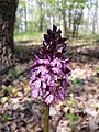 Orchis purpurea Austria - Lower Austria Korneuburg - Rohrwald