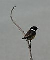 Male, Clonakility, Cork, Ireland