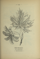 Plate 135 Acer platanoides