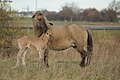 Mare & foal (December)