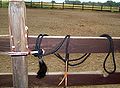 A bosal style hackamore