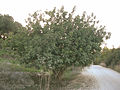 Ben Shemen forest, Israel