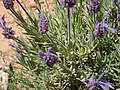 Lavandula pedunculata subsp. atlantica Douar Tagzen-Morocco