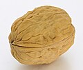 * Nomination Walnut - Juglans regia – whole fruit--Mister rf 00:34, 22 April 2023 (UTC) * Promotion  Support Good quality. --Rjcastillo 00:44, 22 April 2023 (UTC)