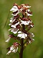 Orchis purpurea France - Riez de Boffles