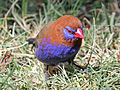 Male, Kenya