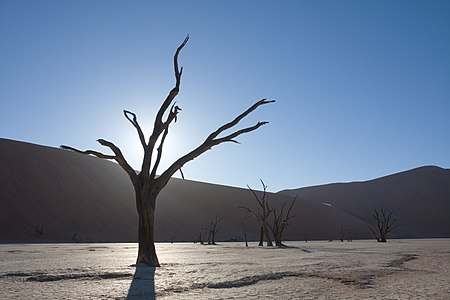 Contre-jour shot of an acacia tree in Dead Vlei, Namibia