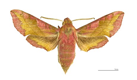 Dorsal side