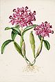 Guarianthe skinneri (as syn. Cattleya skinneri) plate 13 in: James Bateman: The Orchidaceae of Mexiko and Guatemala, (1843)