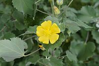 Abutilon indicum