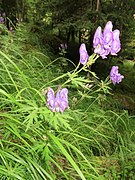 Aconitum senanense