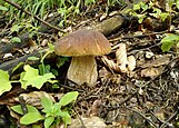 Boletus edulis